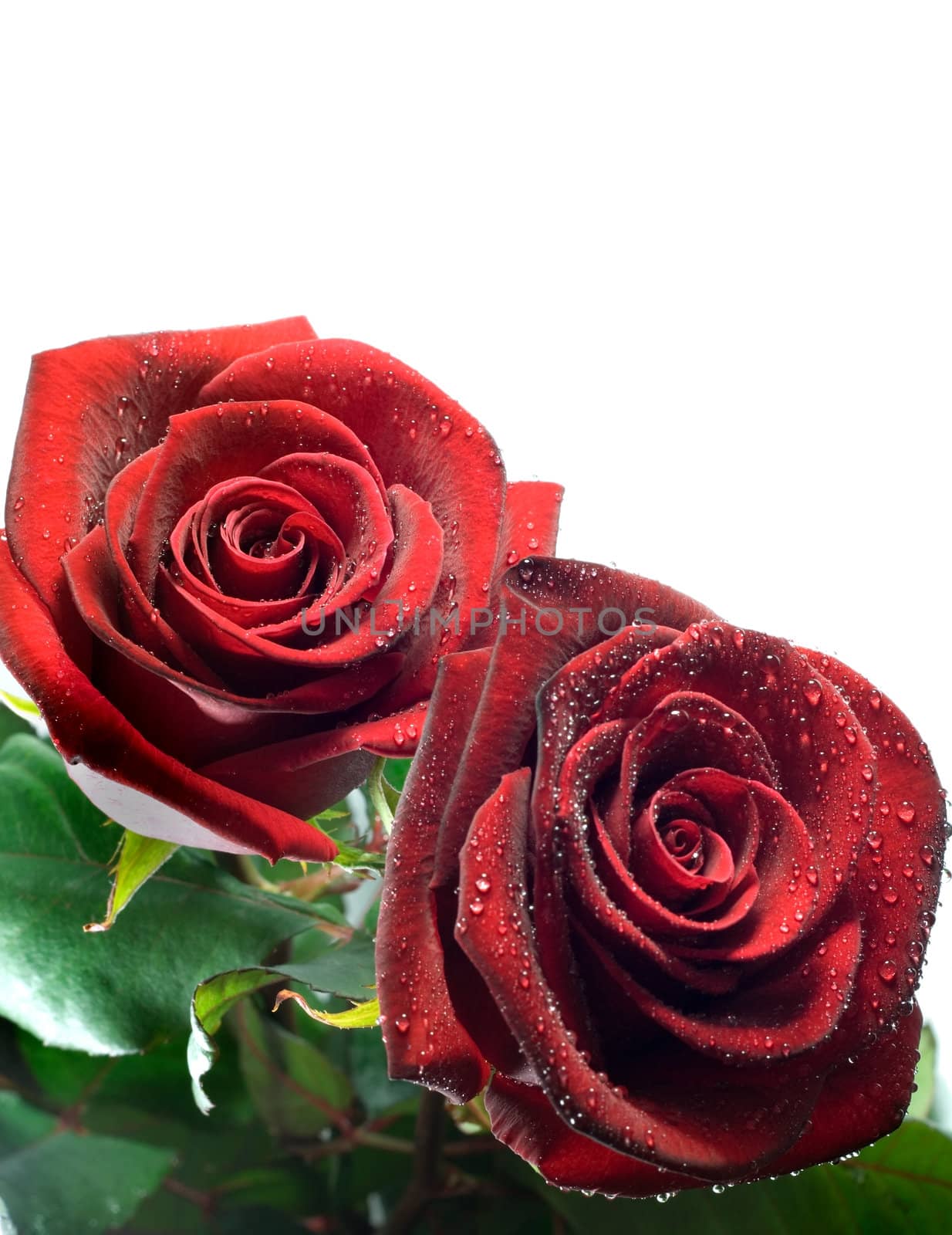 red rose isolated on white background