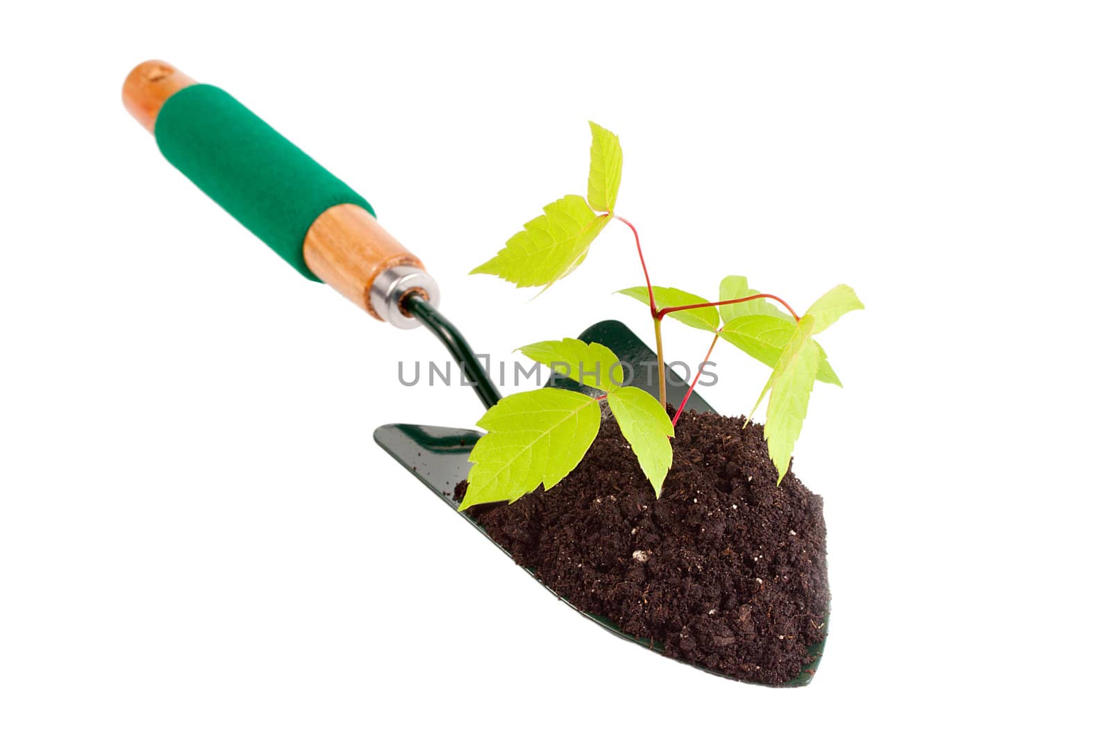 green small plant in garden spade isolated on white background