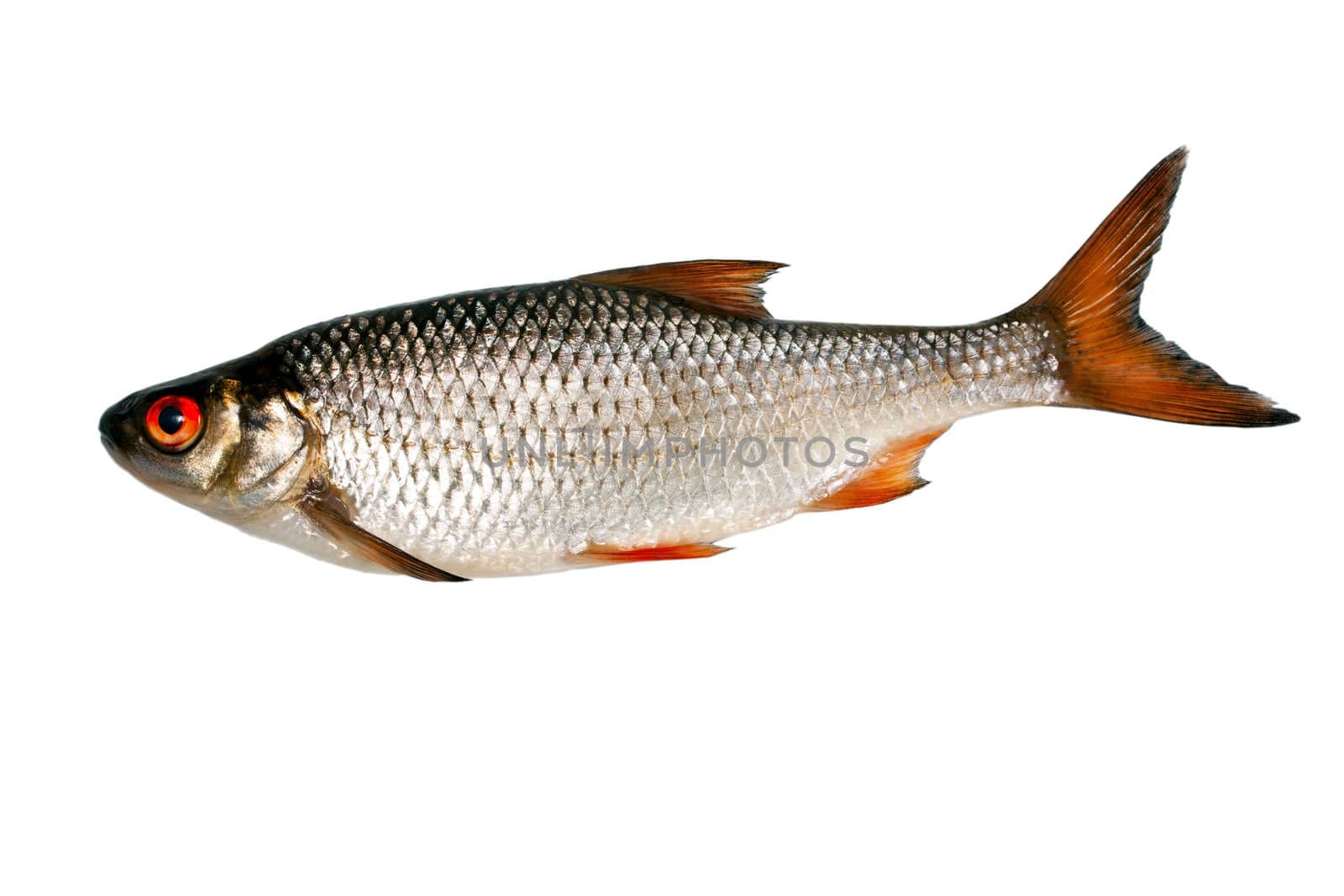 fish silver isolated on white background