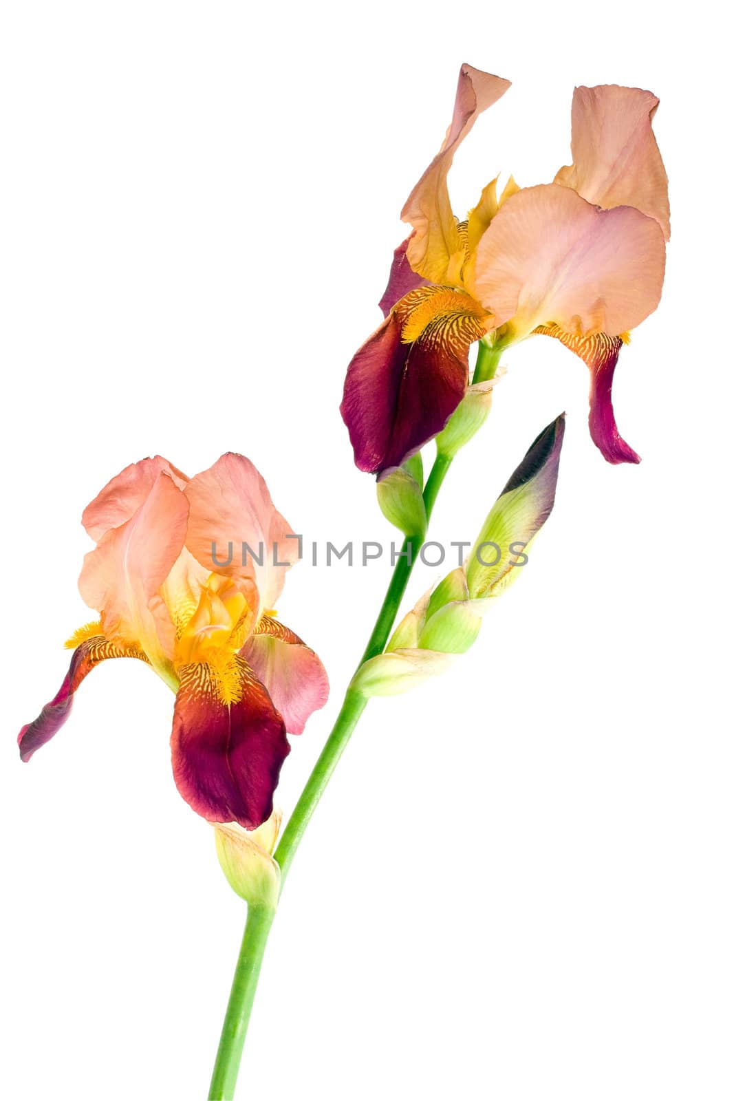 Nature orange iris flower isolated on white background