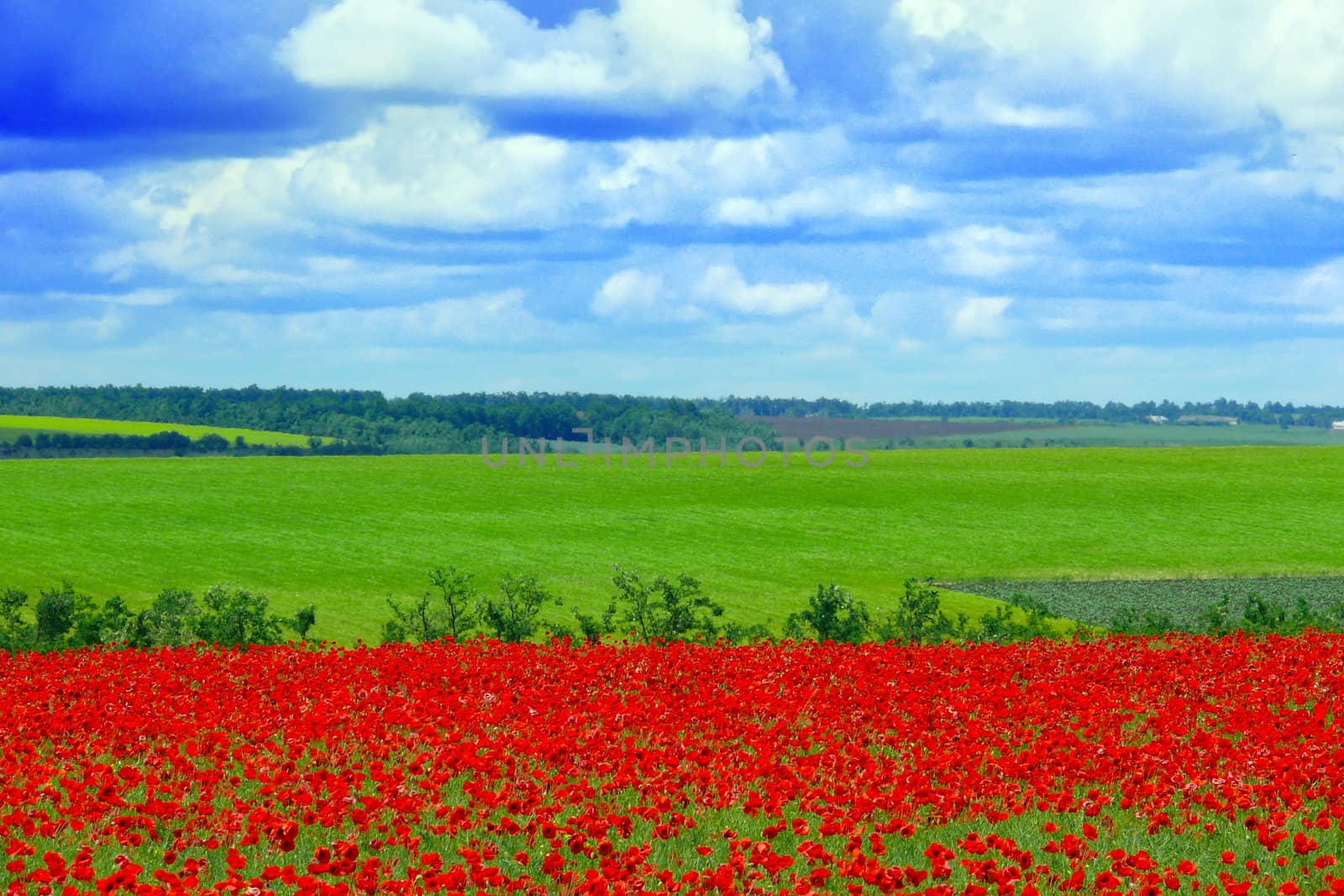 field of red poppies on a background blue sky