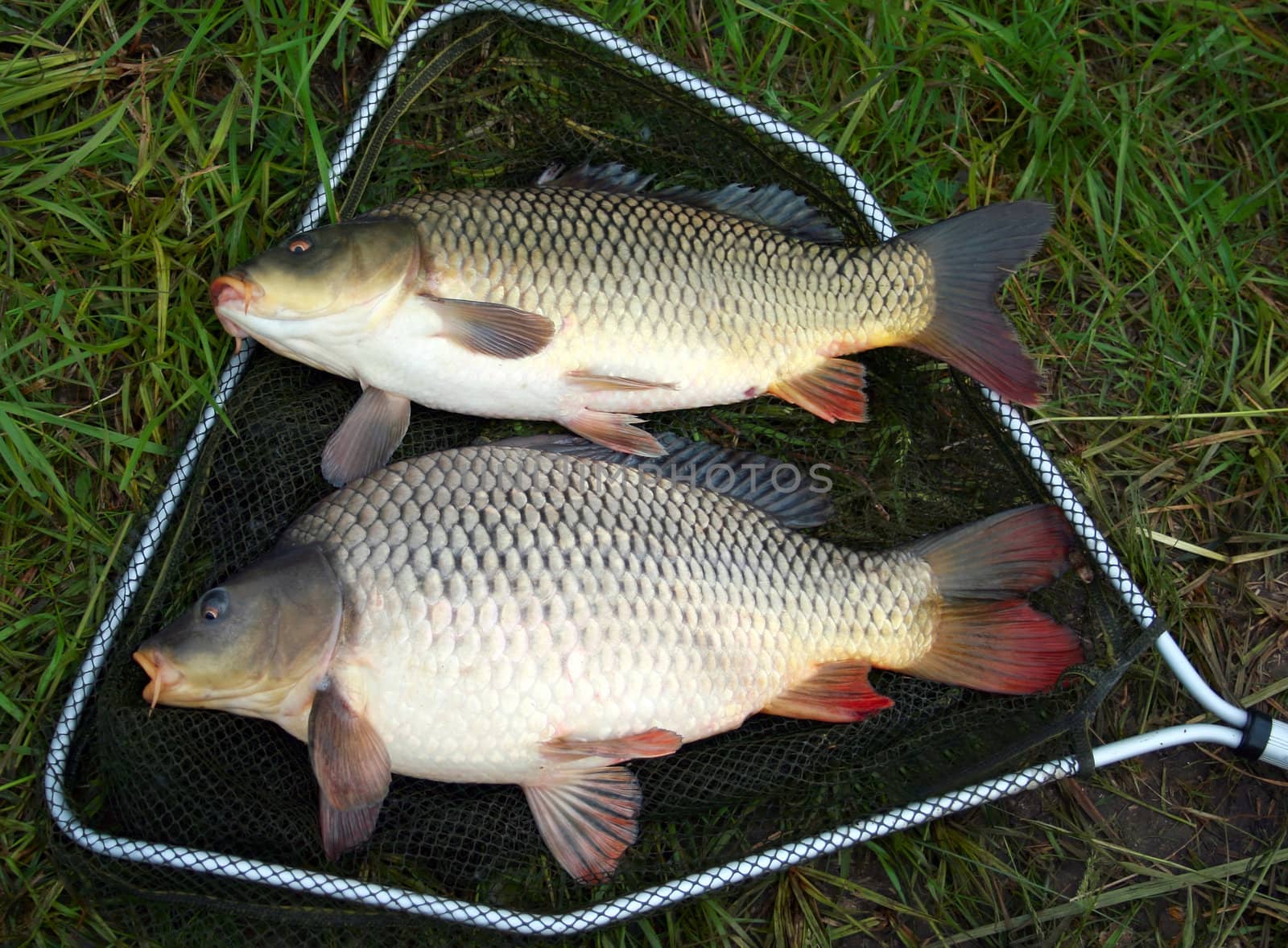 catch carp in green grass background