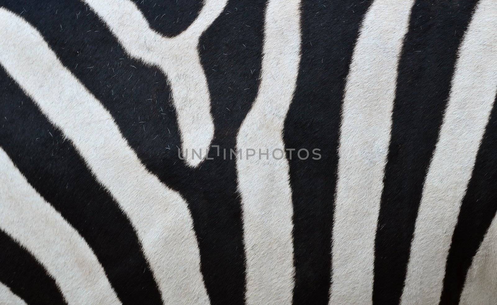 Pattern of a zebra skin background