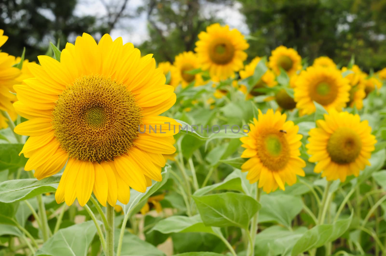 Sunflower garden, held in Thailand.