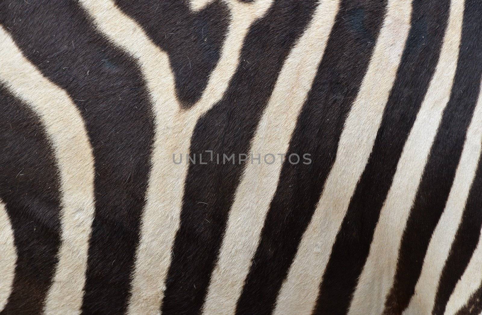 Pattern of a zebra skin background