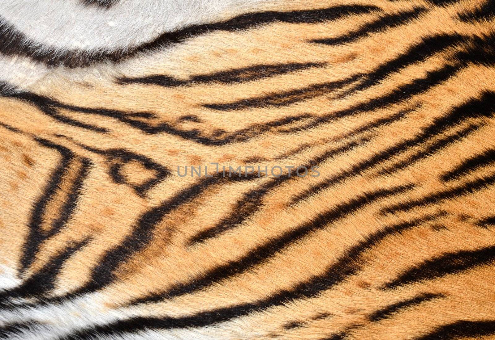 texture of real tiger skin