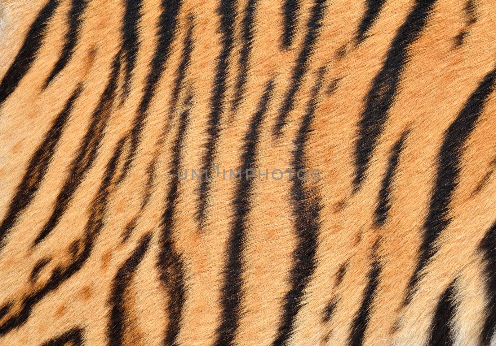 tiger skin by anankkml