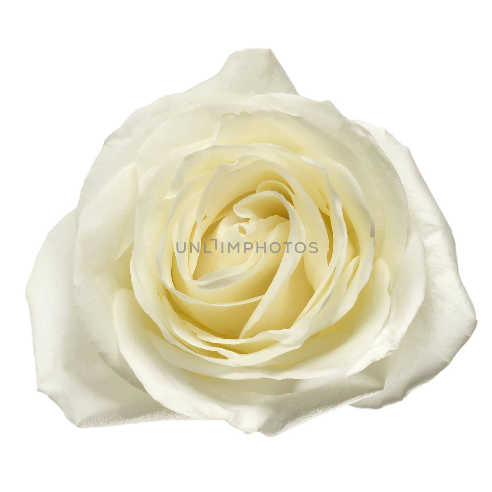 white rose petals close up isolated on white background