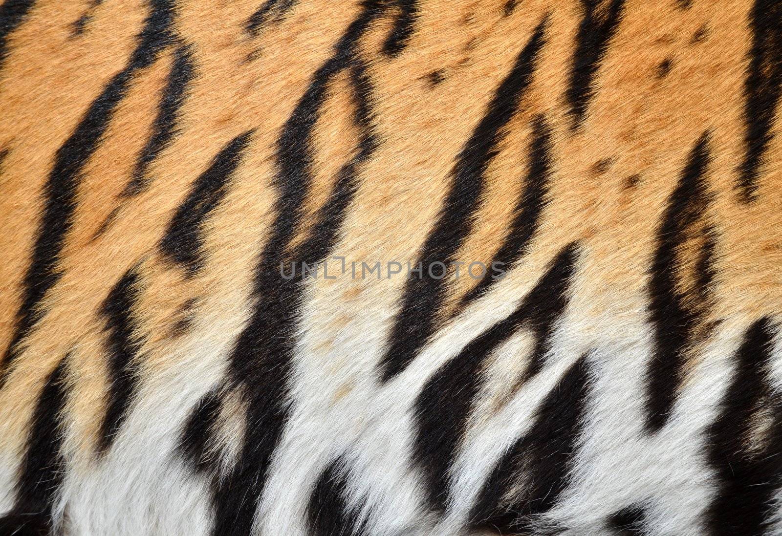 texture of real tiger skin