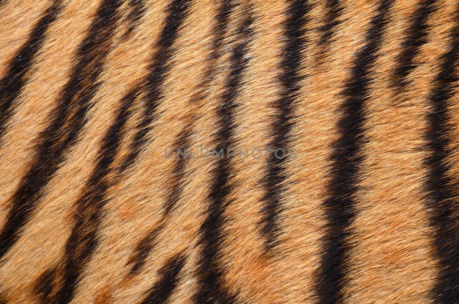 tiger skin by anankkml