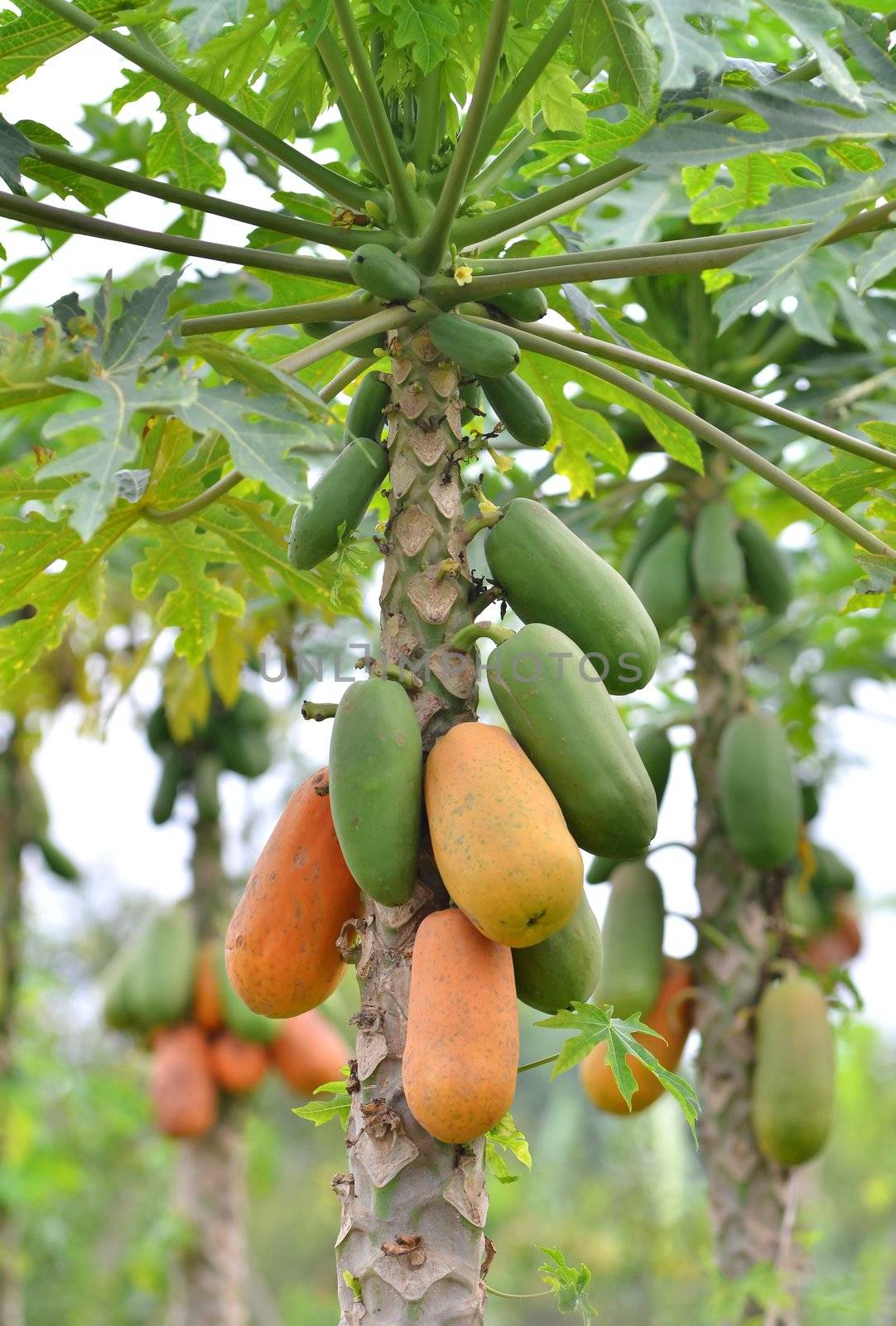 Bunch of papayas hanging from the tree 