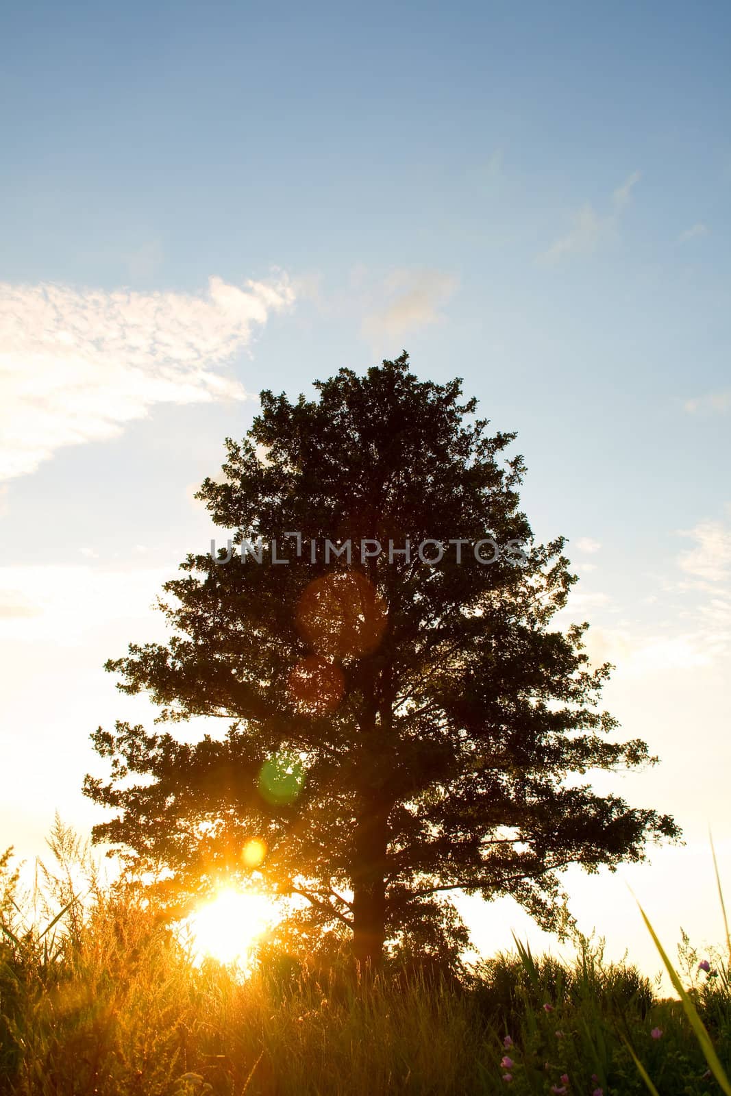 morning sun rays in branch tree