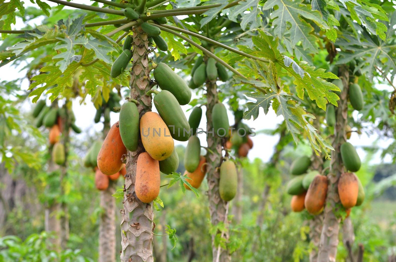 Bunch of papayas hanging from the tree 