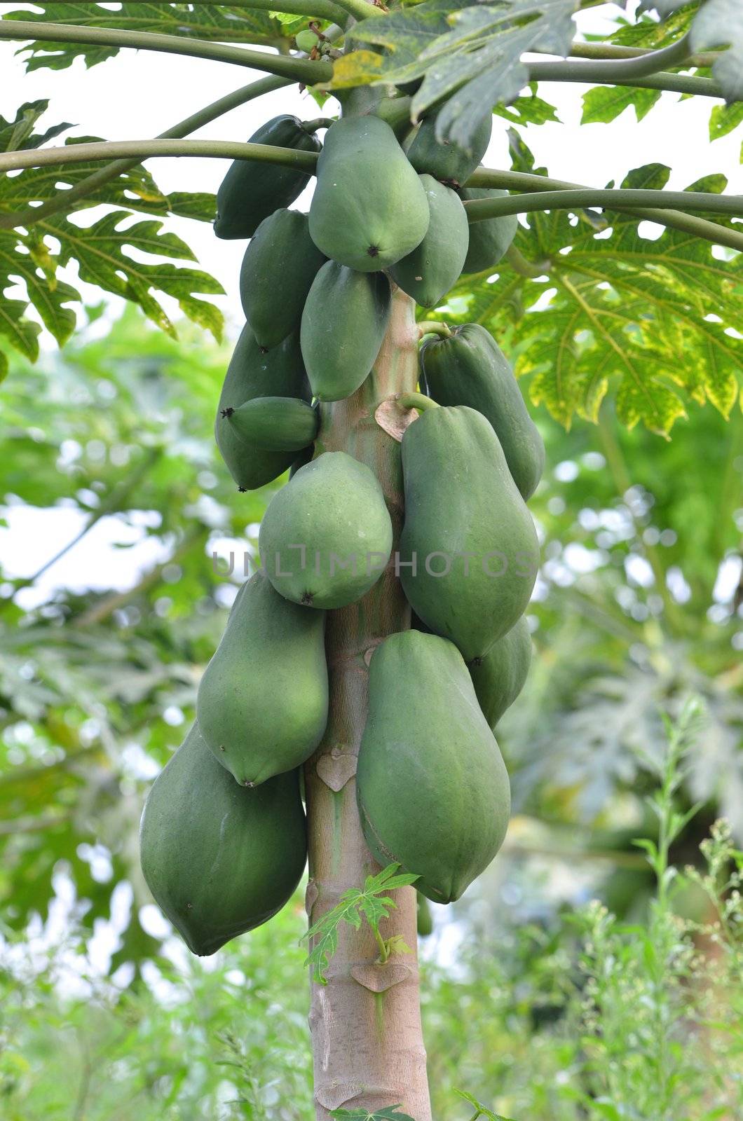 Bunch of papayas hanging from the tree 
