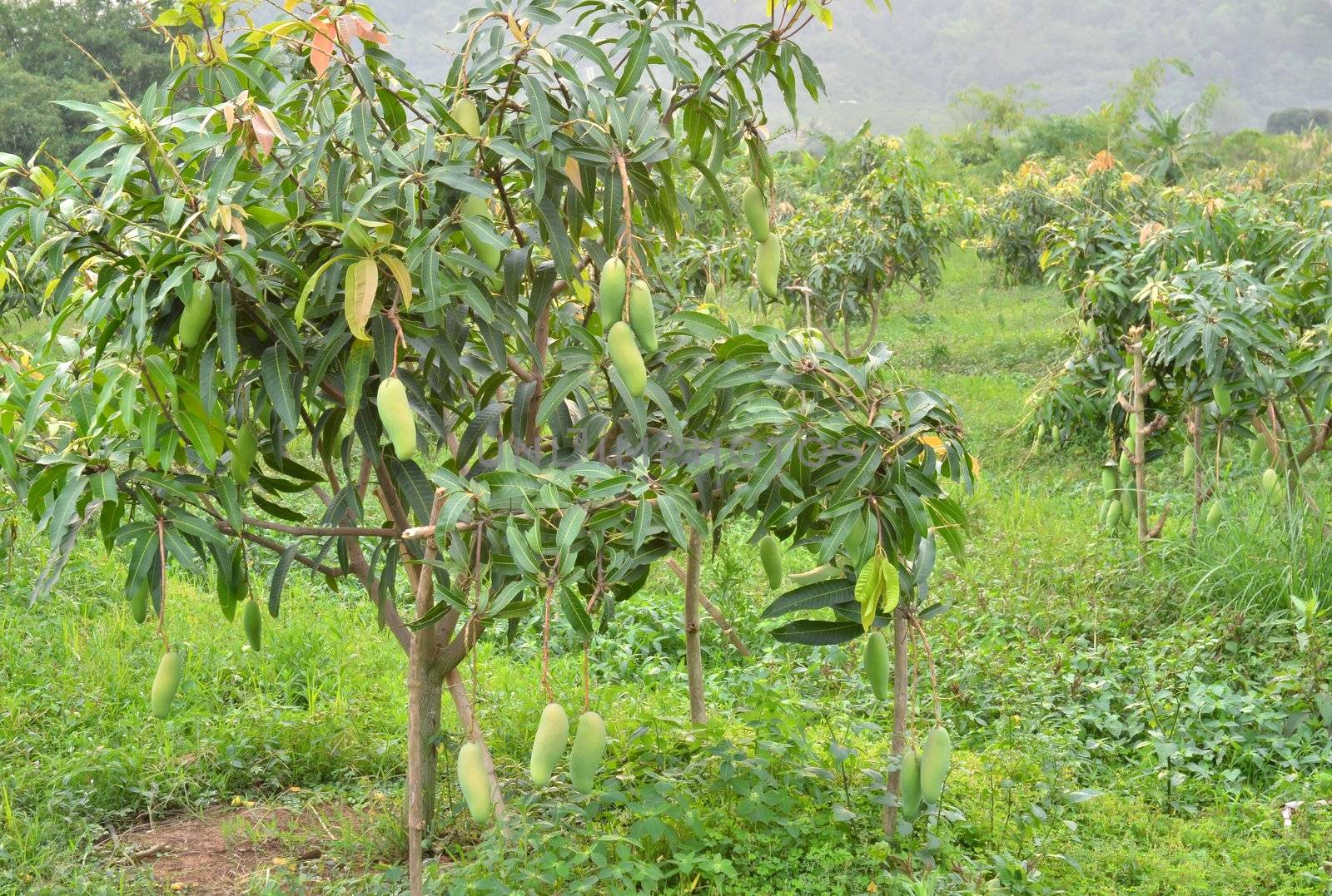 mangoes hanging on a tree 