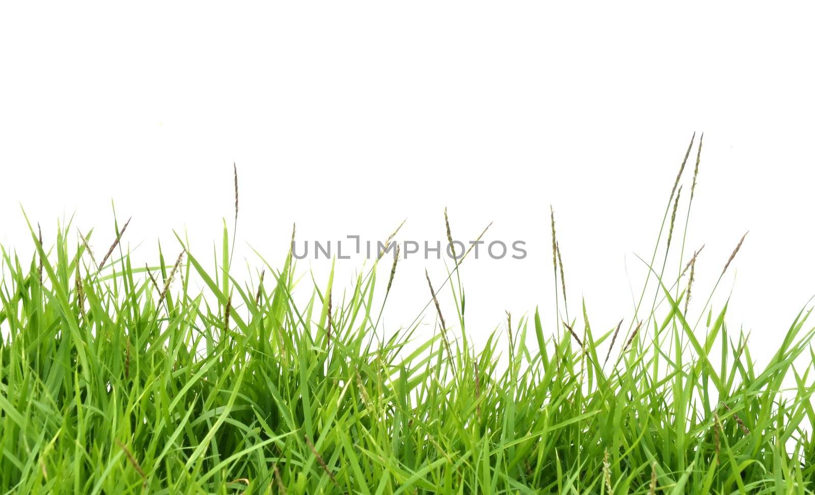 fresh spring green grass isolated on white background