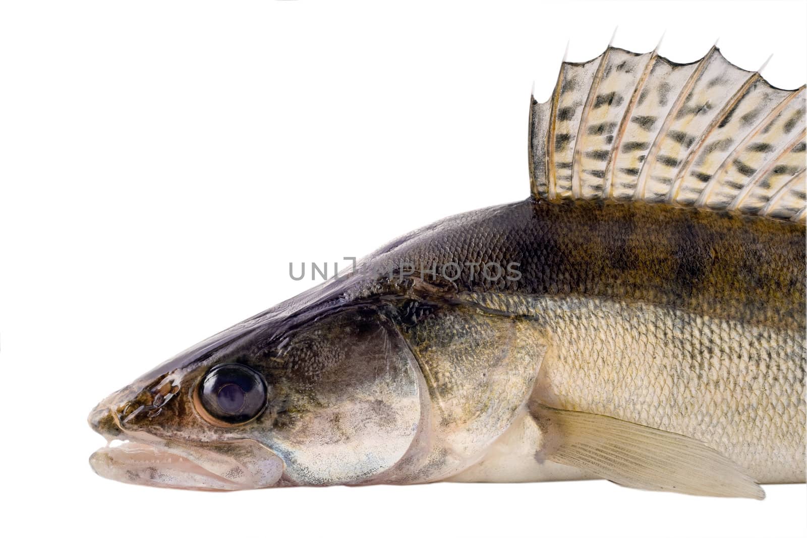 zander pike-perch close-up isolated on white background.