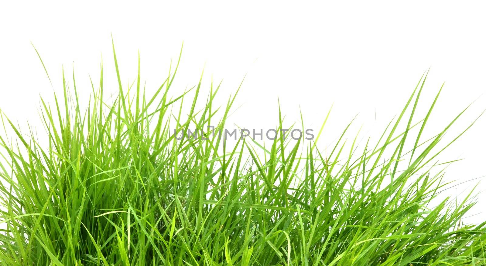 fresh spring green grass i by anankkml