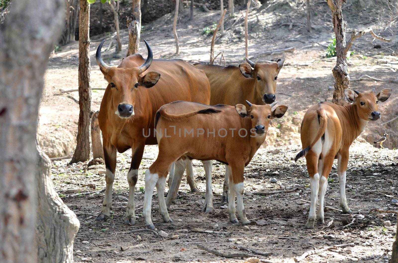 banteng in deciduous forest 