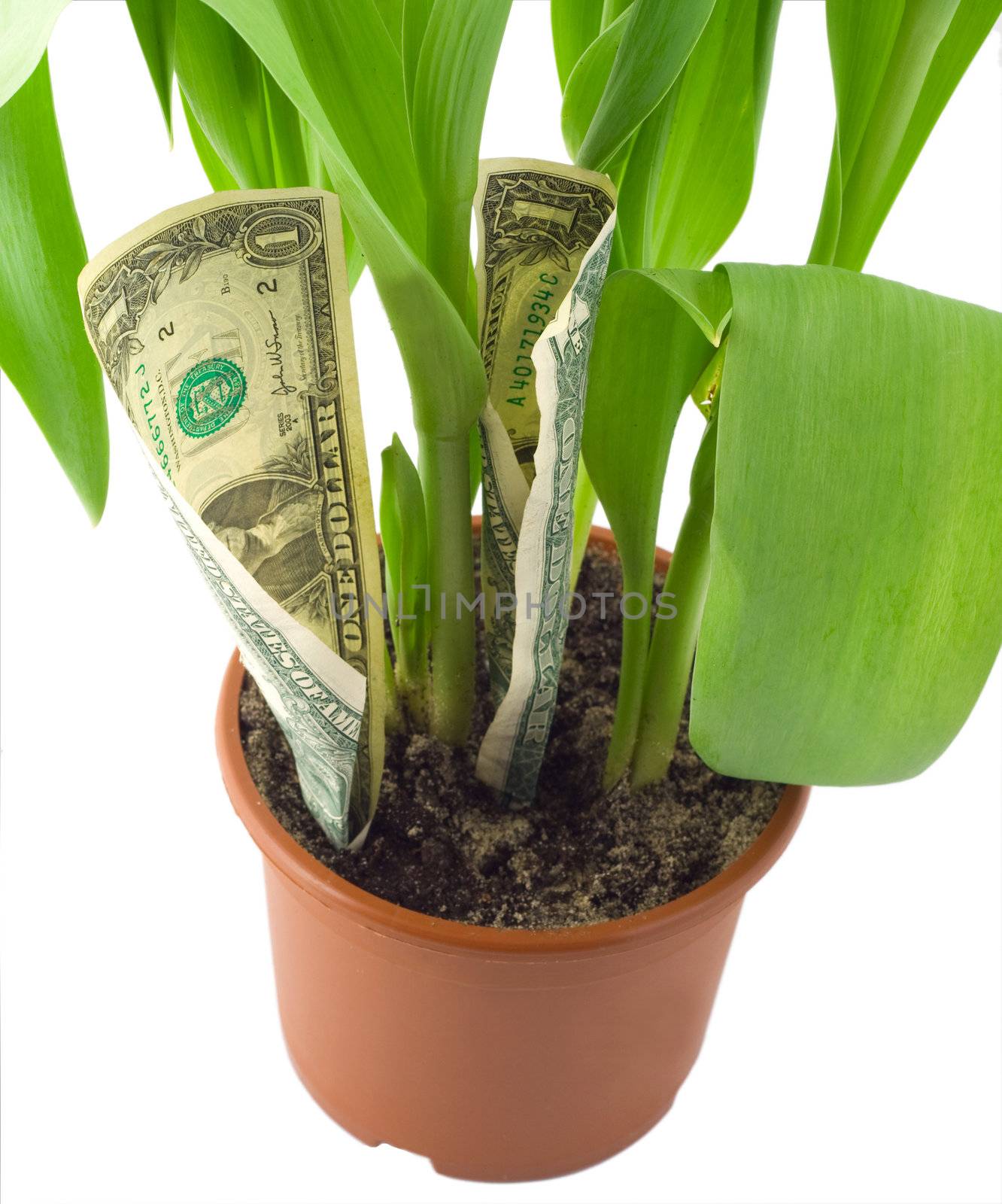 Money banknotes growing in flowerpot isolated on white background.