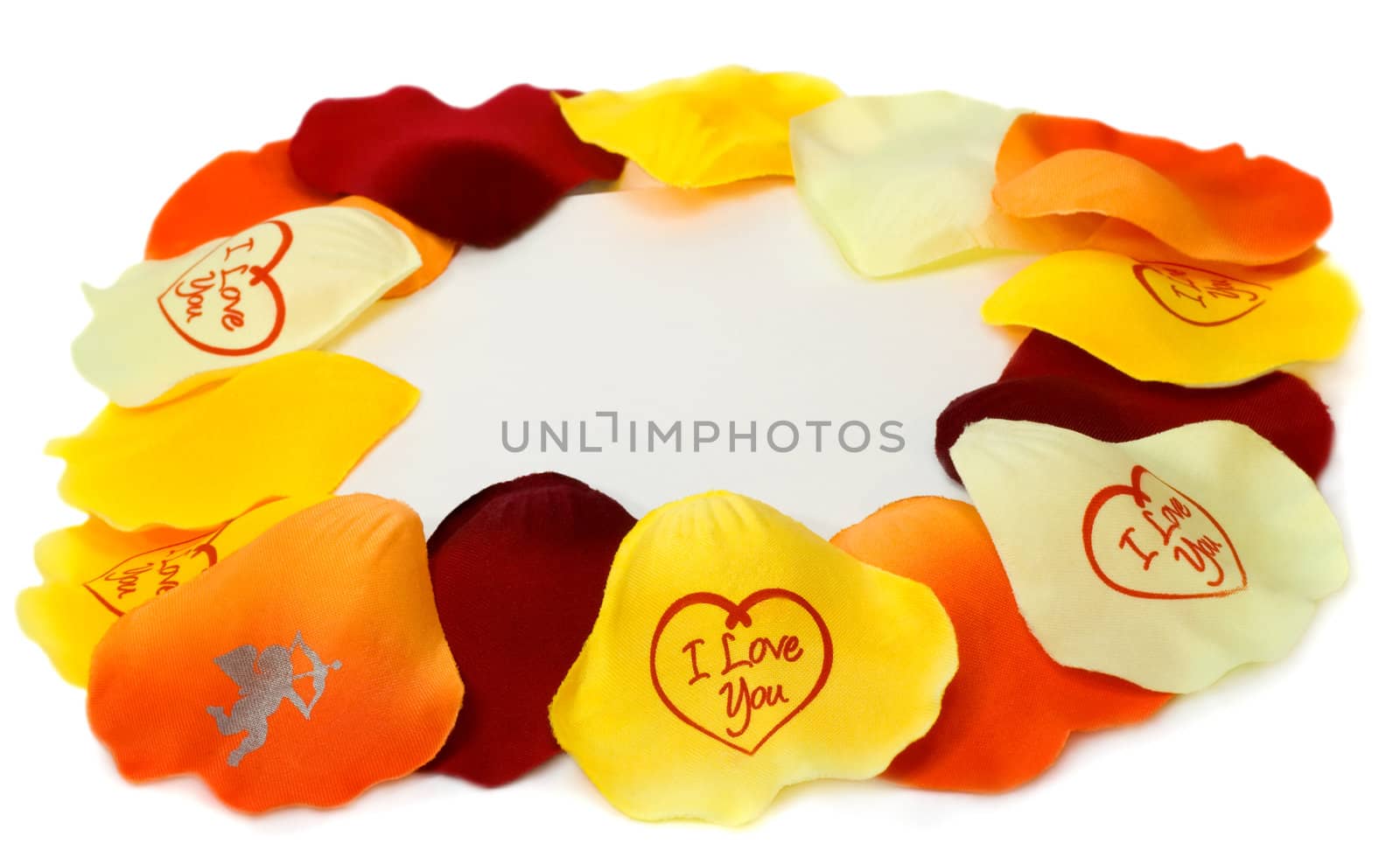 petal of the roses on white background