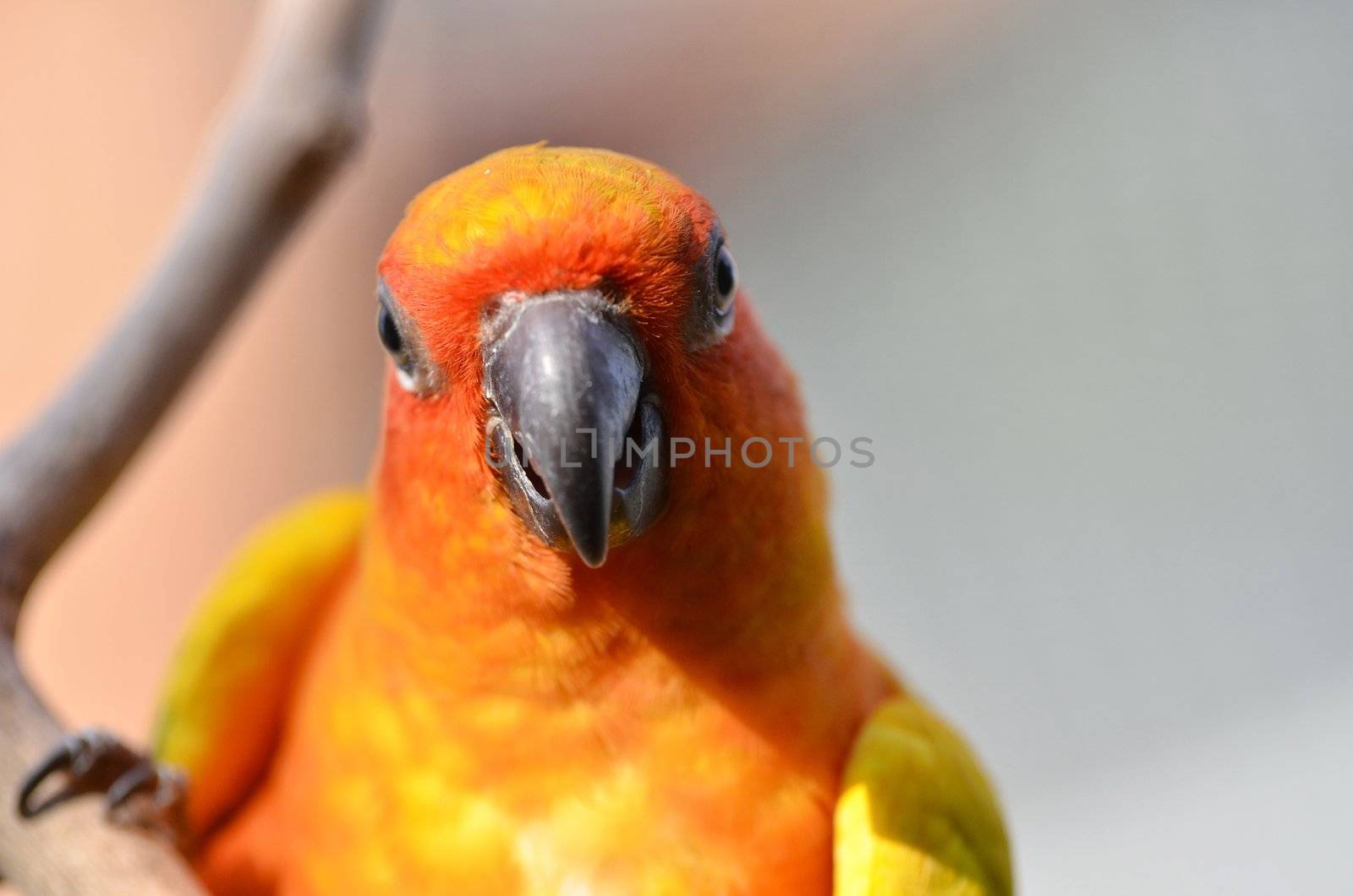 Sun Conure by anankkml