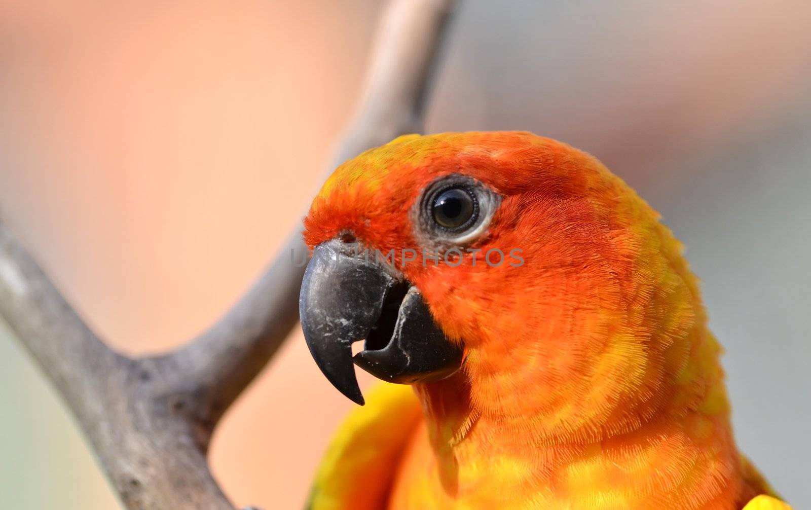 Sun Conure Parrot on a Tree Branch