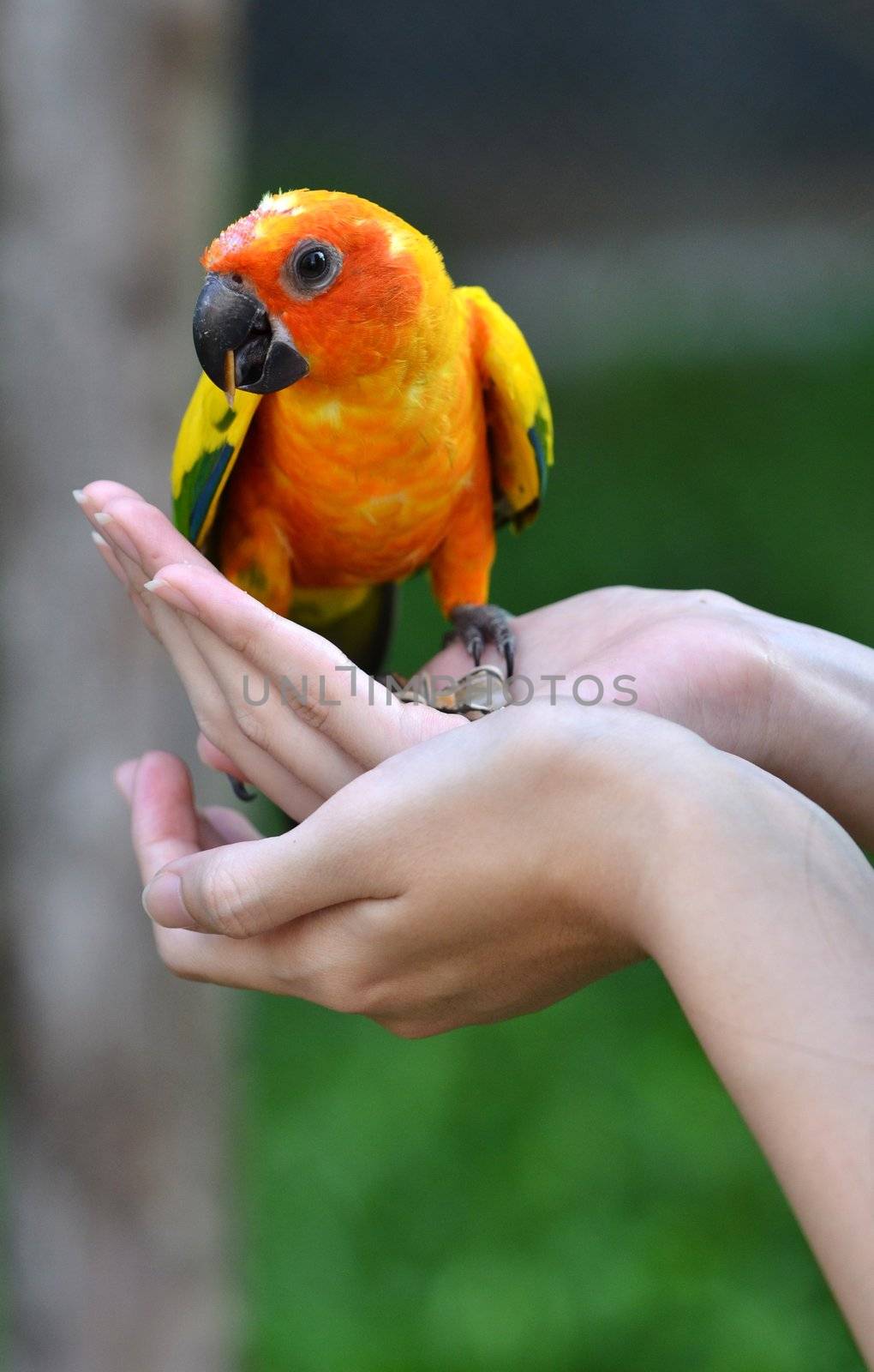 Sun Conure Parrot on a Tree Branch