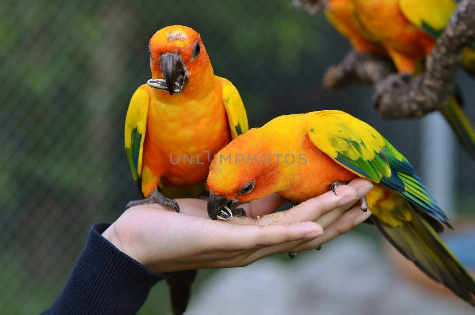 Sun Conure by anankkml