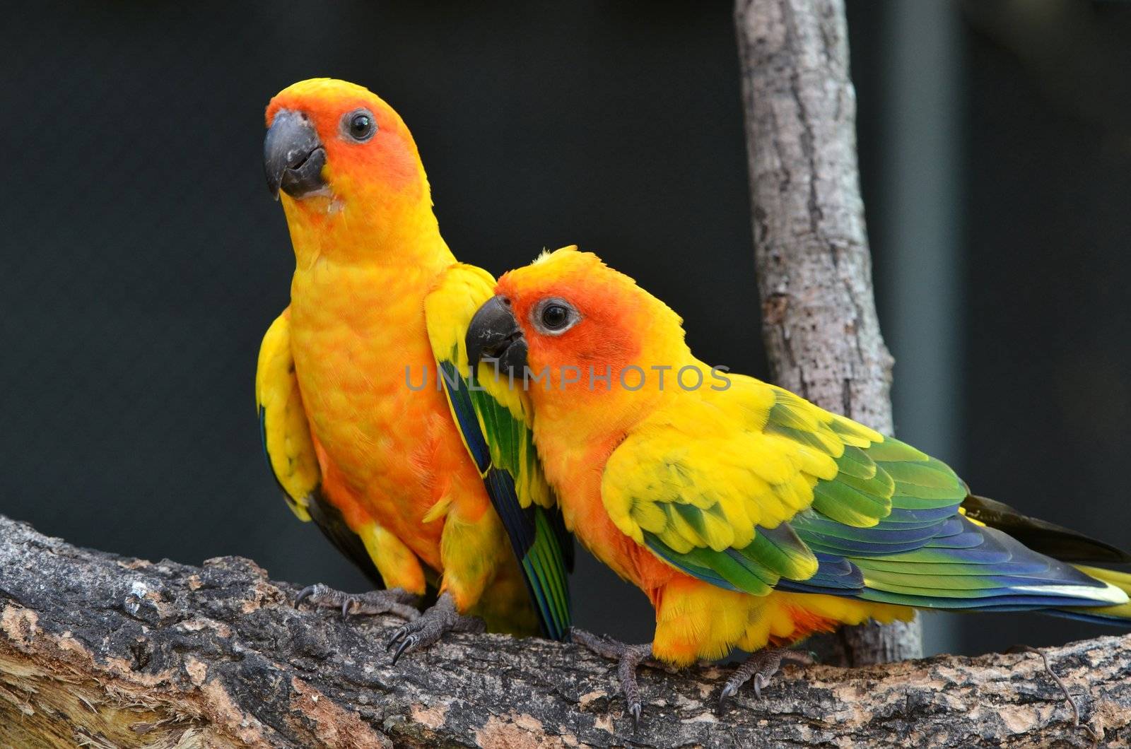 Sun Conure  by anankkml