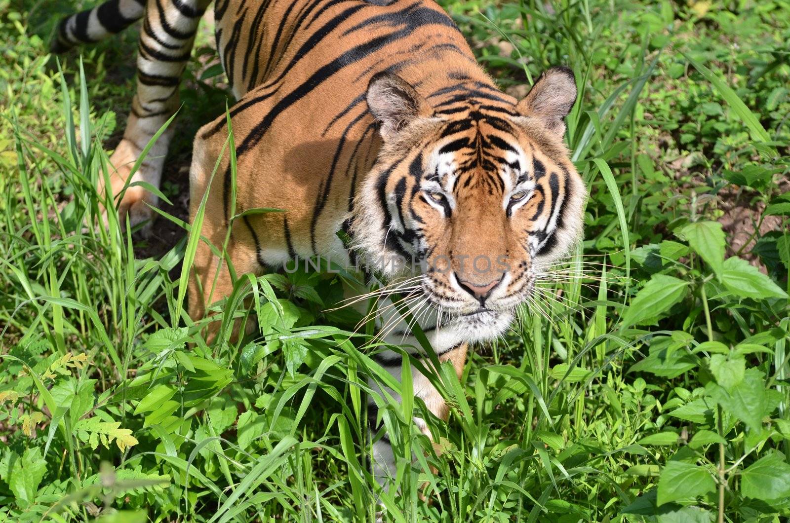 indochinese tiger, panthera tigris in nature