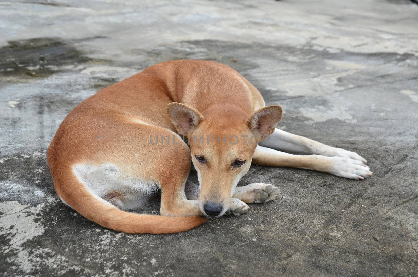 native domestic thai dog (pet) 