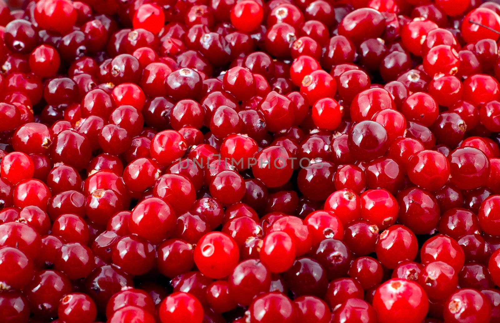 cranberry background Fresh red berry