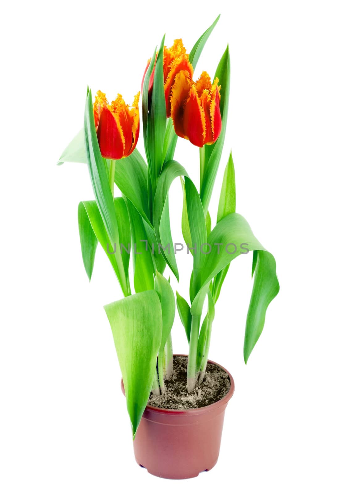 spring tulips isolated on white background