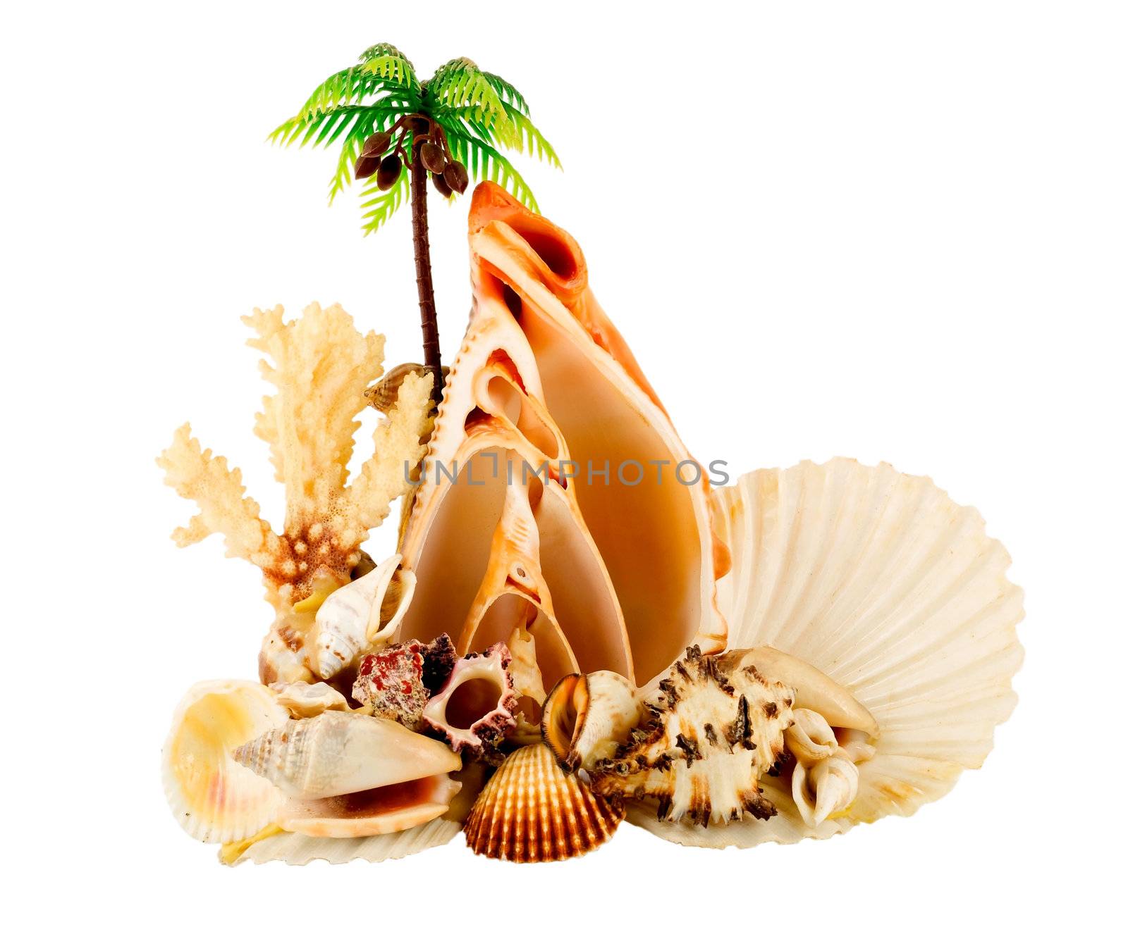 palm in atoll and seashell isolated on white background