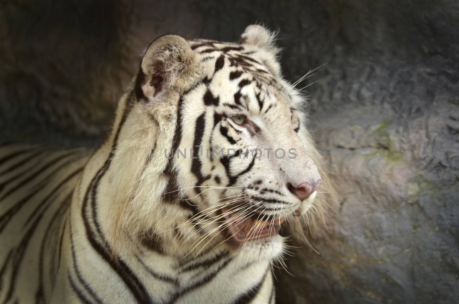 white bengal tiger resting on the rock