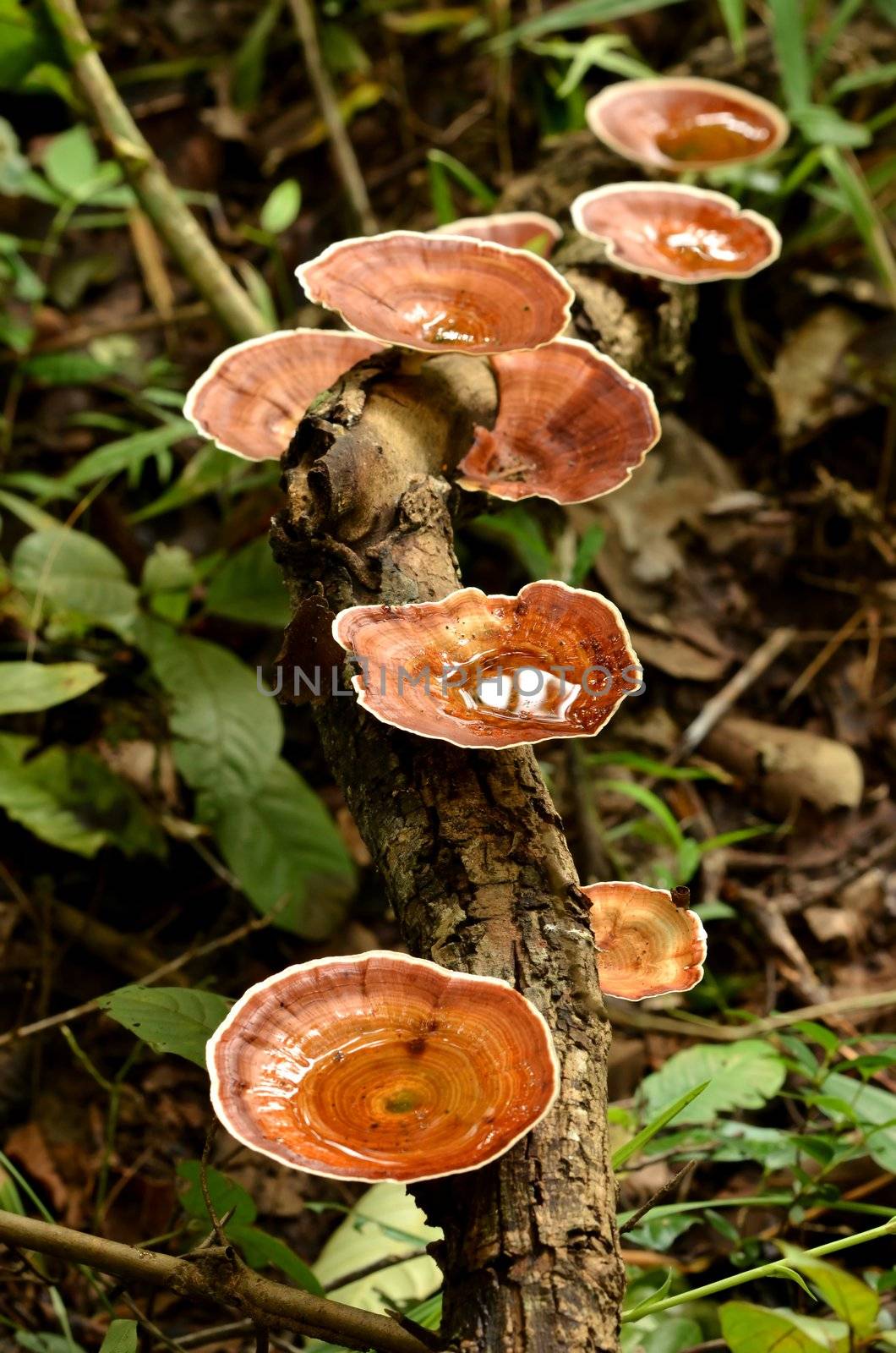 mushroom by anankkml