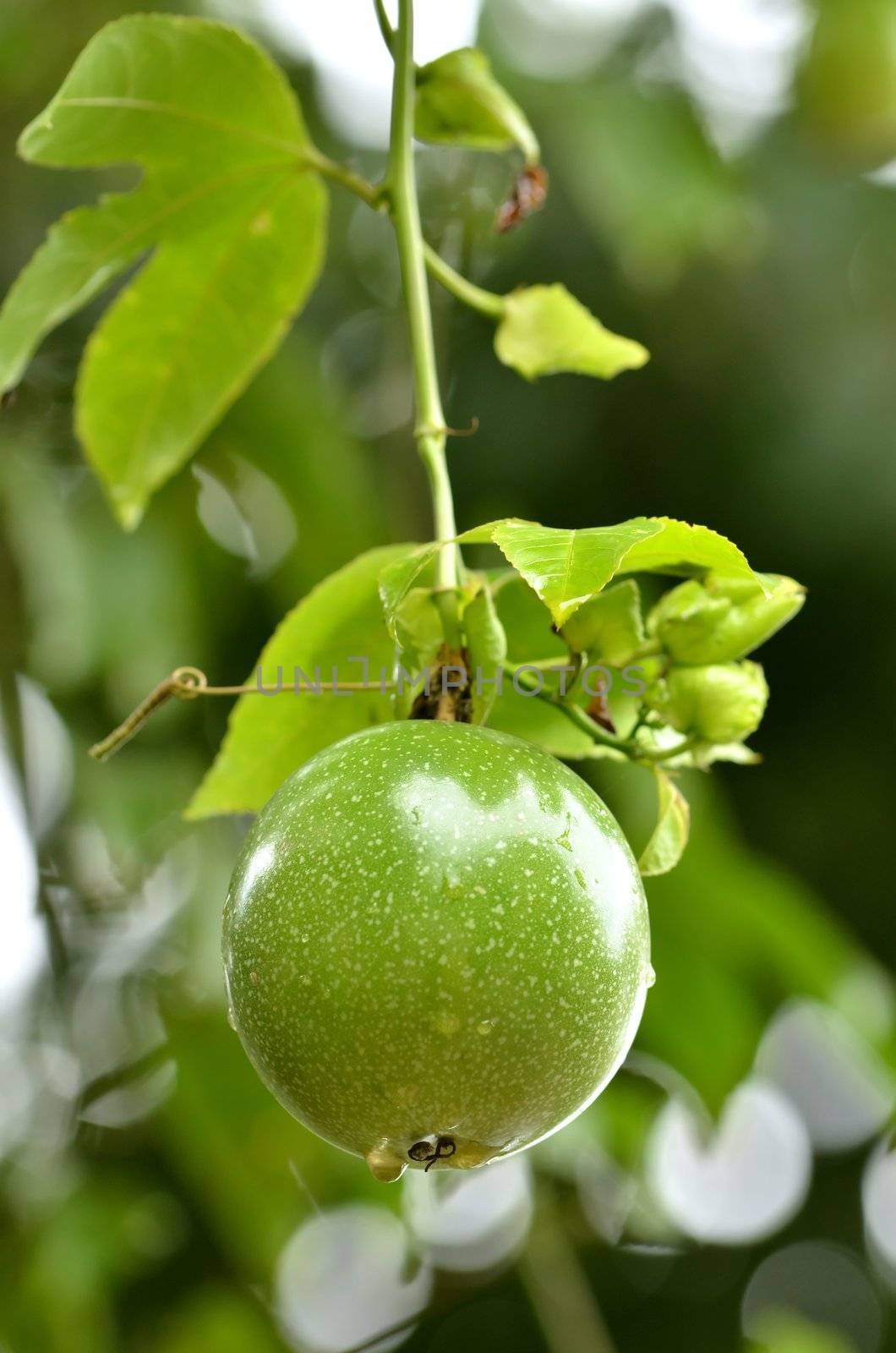 fresh passion fruit in the garden