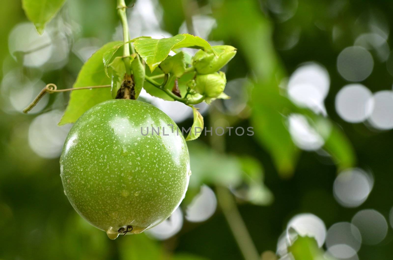 fresh passion fruit in the garden