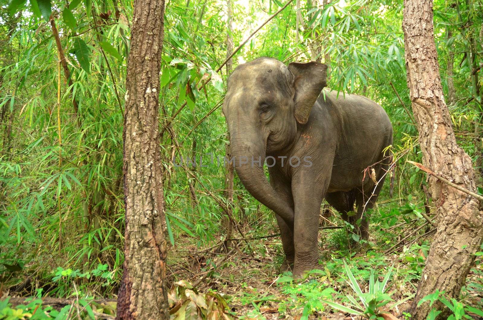 asia elephant in tropical forest, thailand