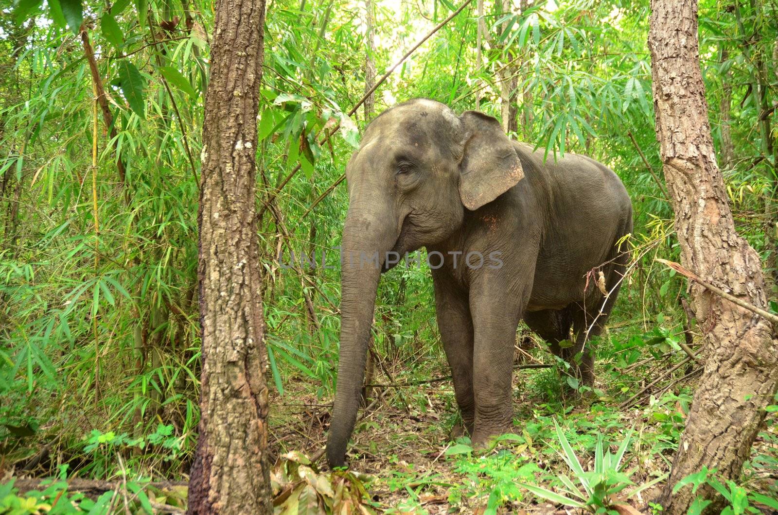 asia elephant in tropical forest, thailand