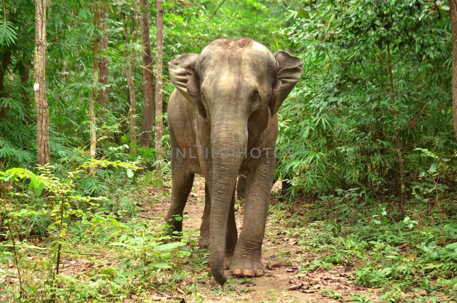 asia elephant in tropical forest, thailand