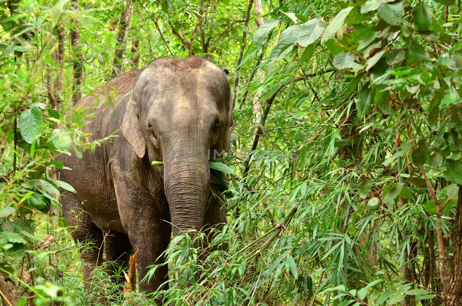 asia elephant in tropical forest, thailand