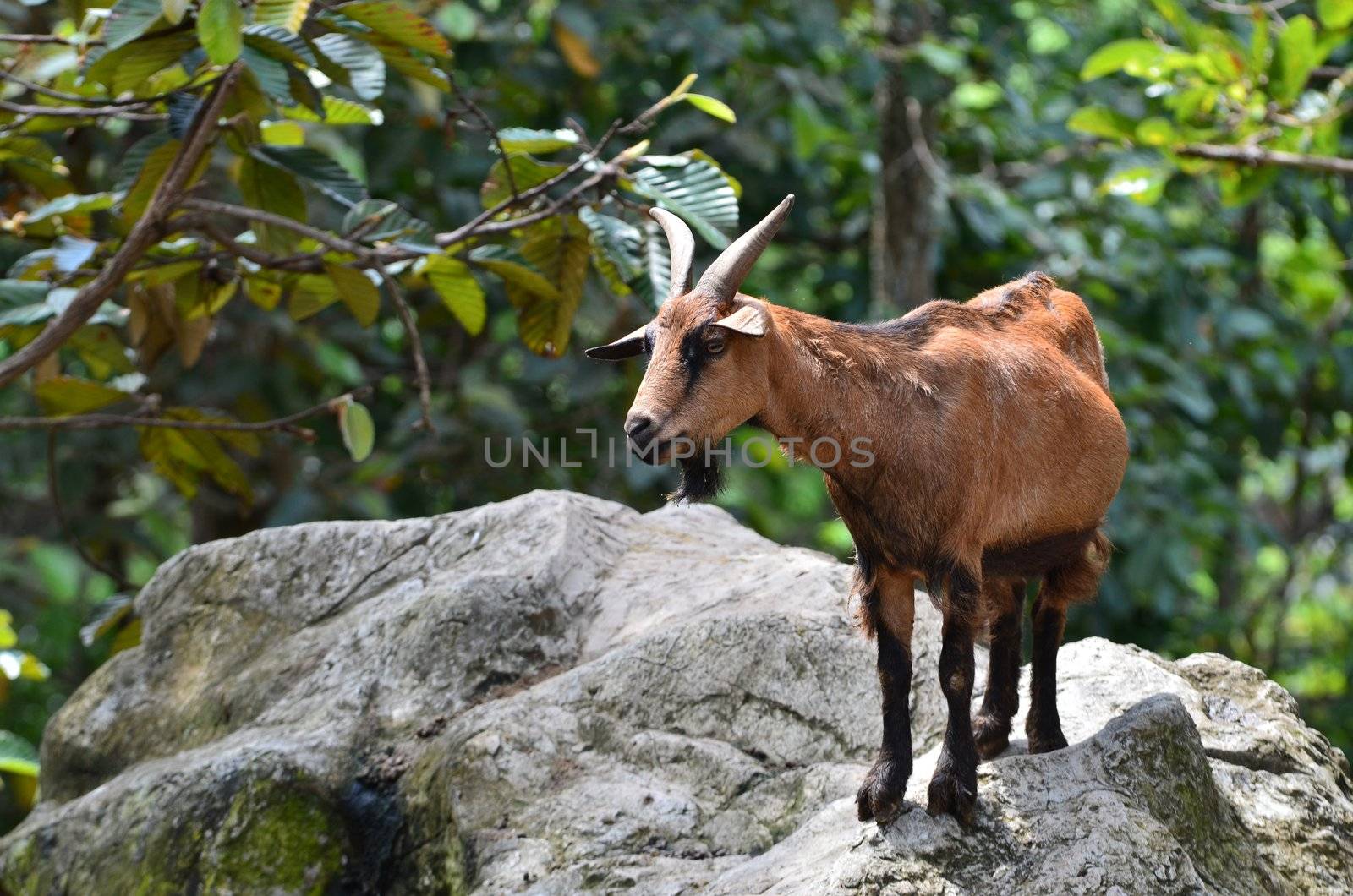 goat stand on the rock