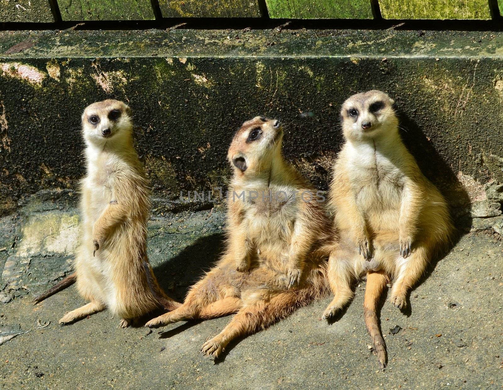 3 meercat resting near the wall