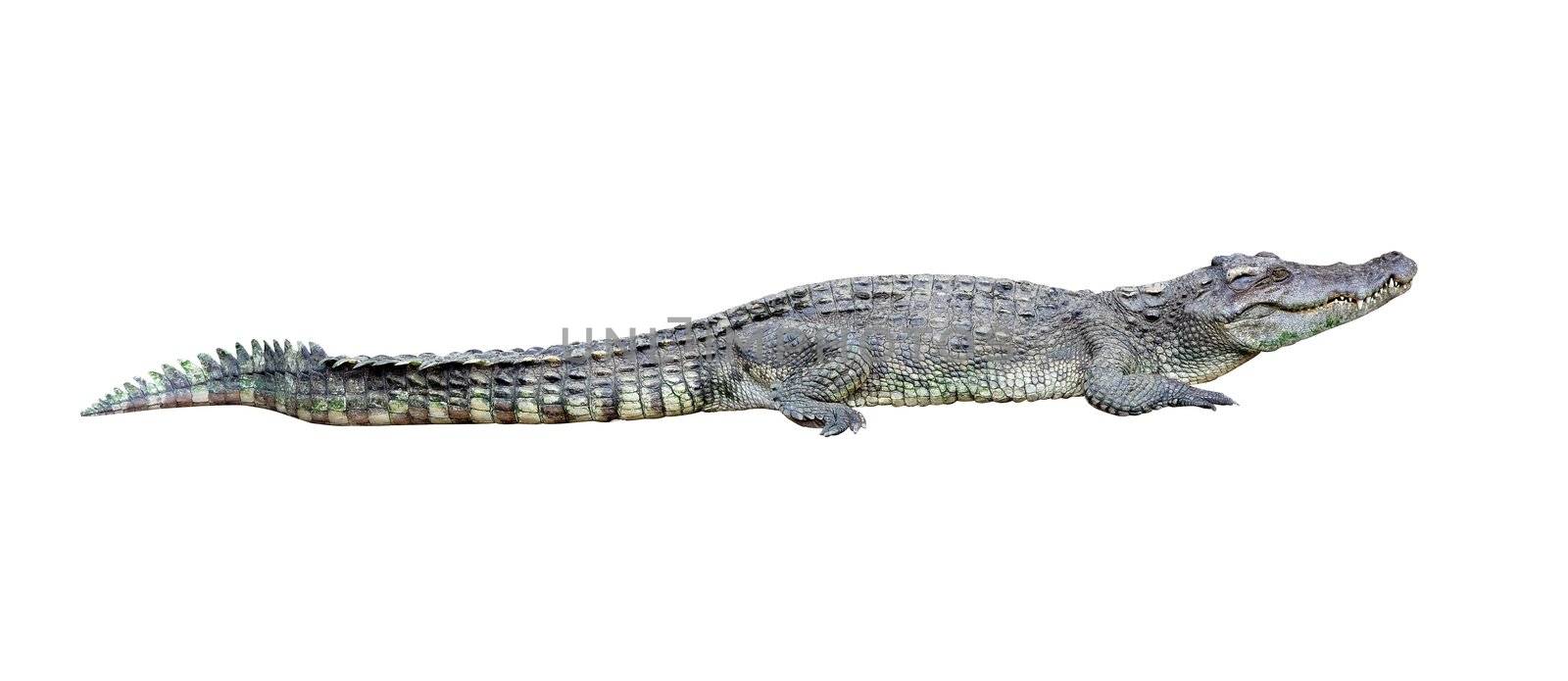 crocodile isolated on white background