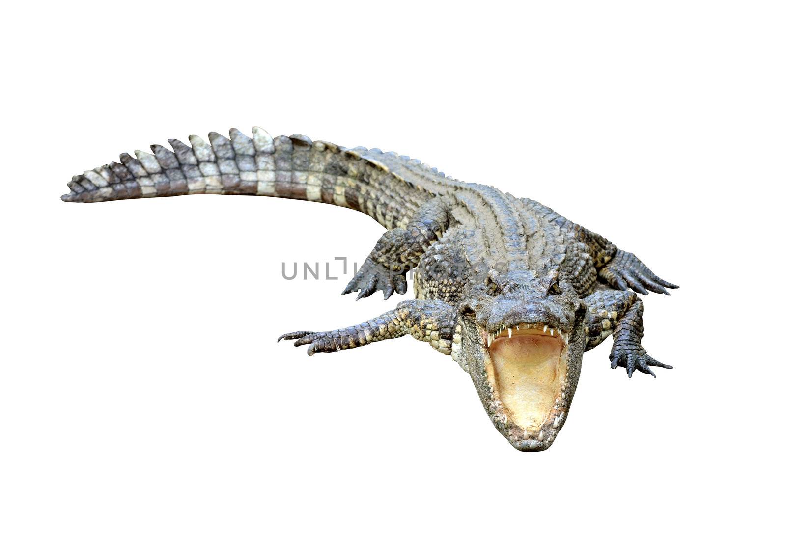 crocodile isolated on white background