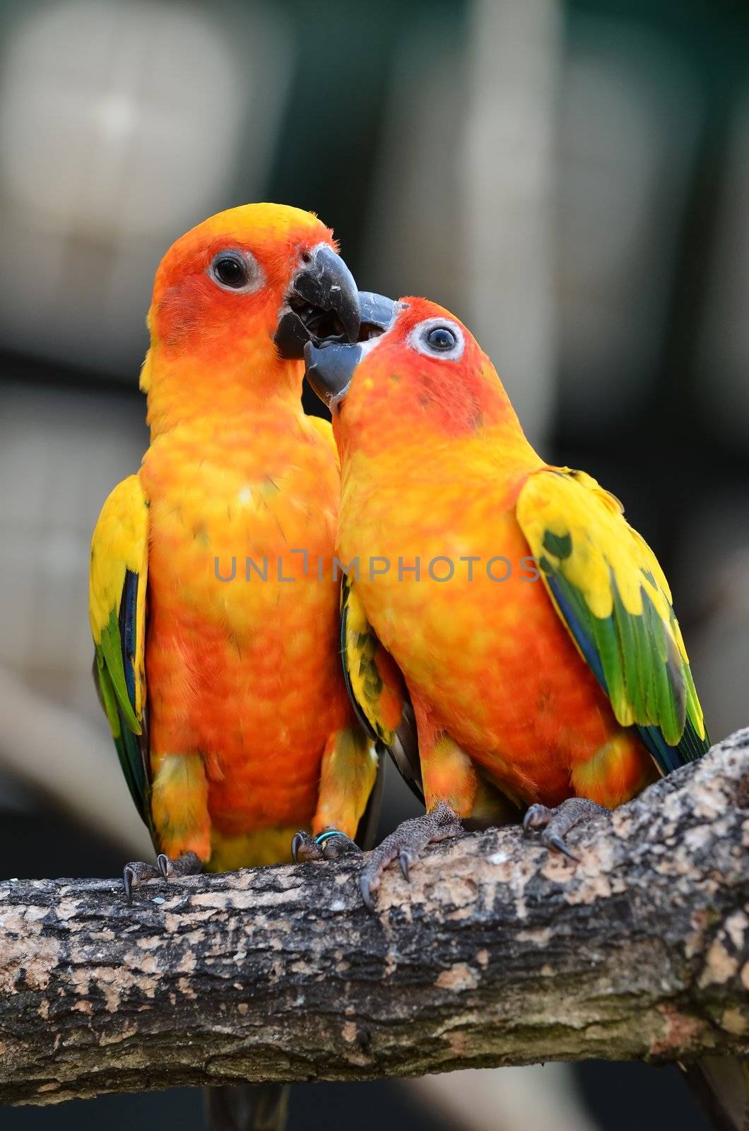 Sun Conure Parrot on a Tree Branch 