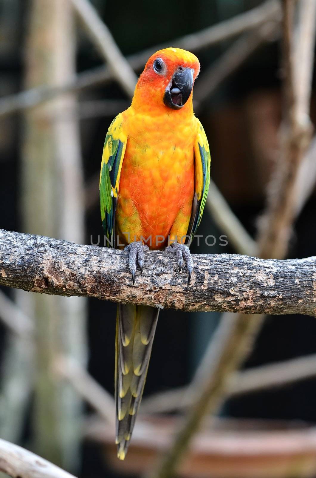 Sun Conure Parrot on a Tree Branch 