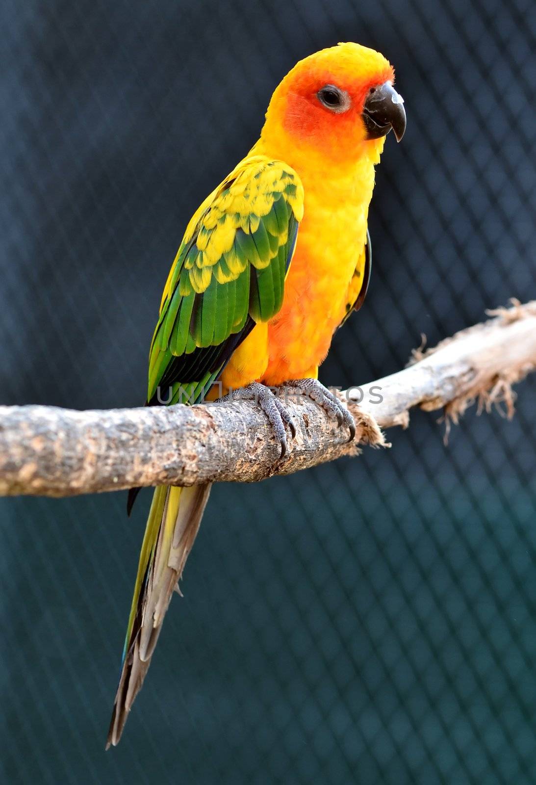 Sun Conure Parrot on a Tree Branch 